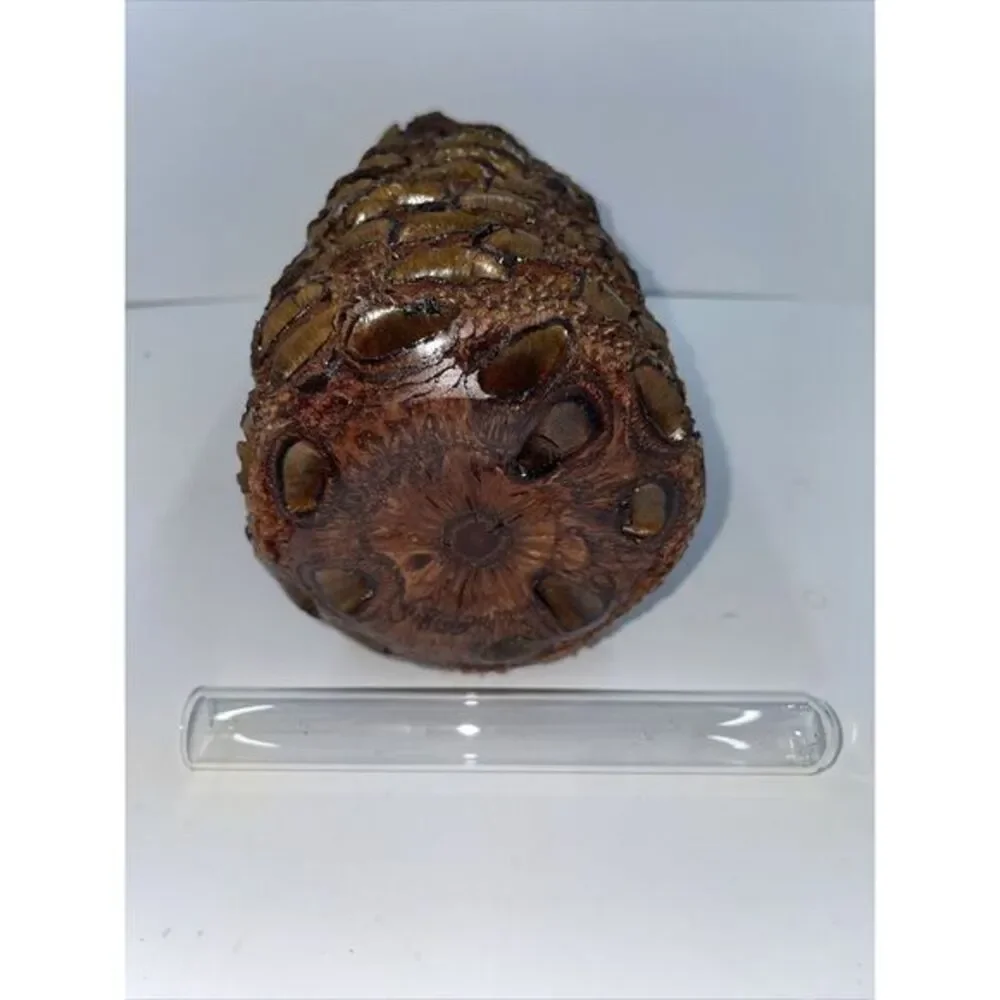Handcrafted Banksia Nut Seed Pod Vase For Essential Oil W‎ Glass Tube 7